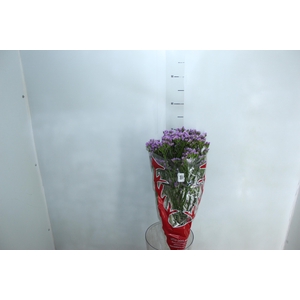 STATICE SINZII LILAC 080 CM