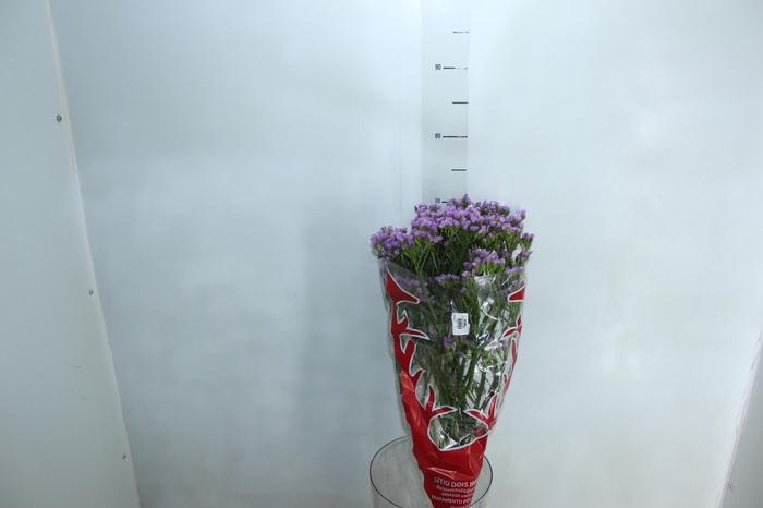<h4>STATICE SINZII LILAC 080 CM</h4>