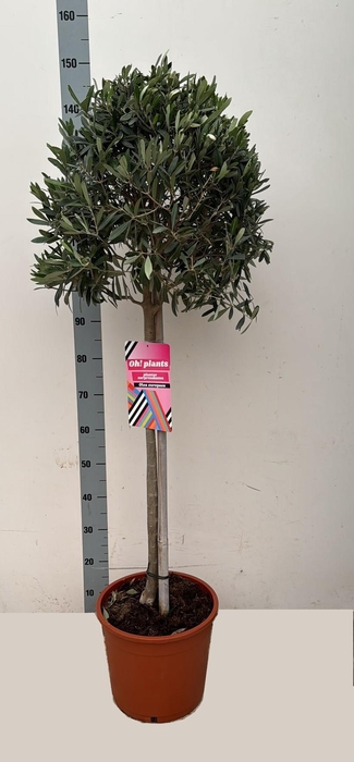 <h4>Olea Europaea</h4>