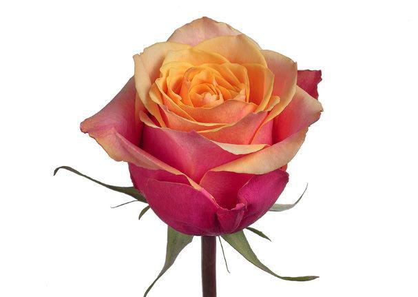 <h4>R GR CHERRY BRANDY</h4>