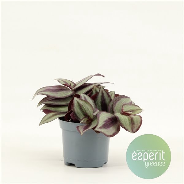 <h4>Tradescantia Zebrina Violet</h4>