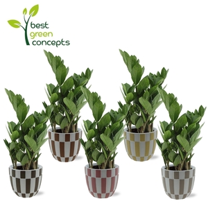 ARR ZAMIOCULCAS