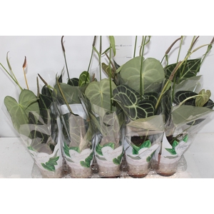 ANTH CLARINERVIUM P12