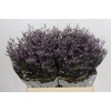 Limonium ov Safora Lilac