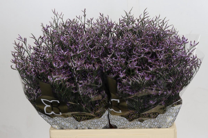 Limonium ov Safora Lilac