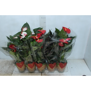 ANTHURIUM VARIADO P12