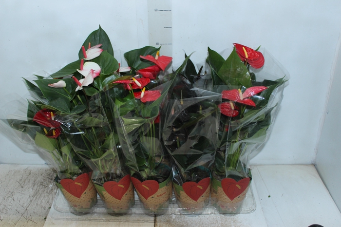 <h4>ANTHURIUM VARIADO P12</h4>