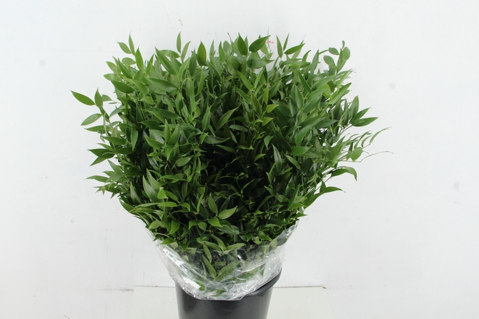 <h4>RUSCUS DANAE RACEMOSA PER STEM</h4>