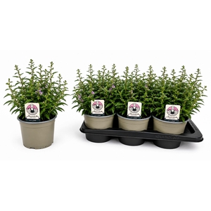 Cuph Myrtis D Pink