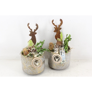 arr4 Amaryllis JS - Pot gold look hert