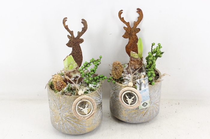 <h4>arr4 Amaryllis JS - Pot gold look hert</h4>