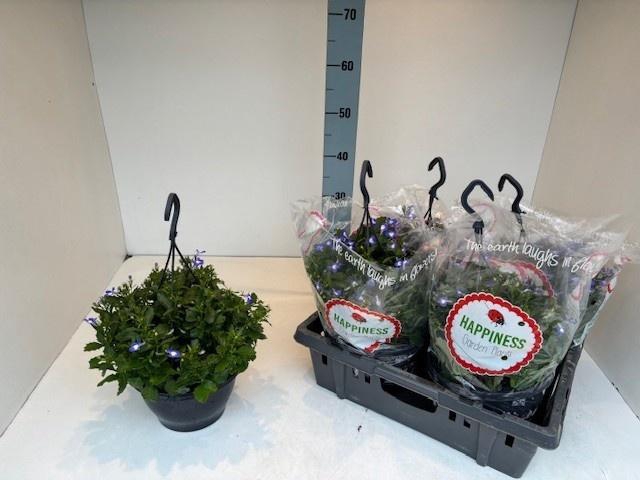 <h4>PERKPL MIXK</h4>