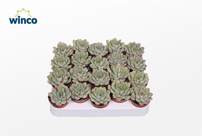 Echeveria Rondo