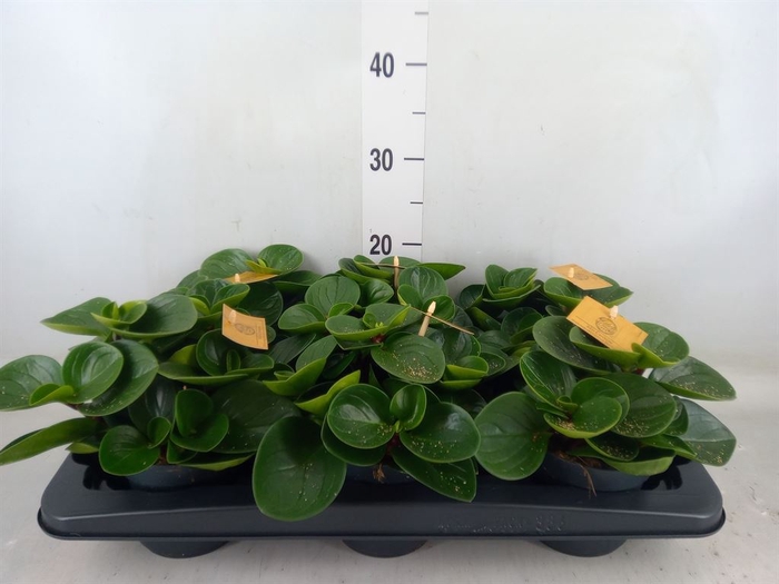 <h4>Peperomia obt. 'Red Canyon'</h4>
