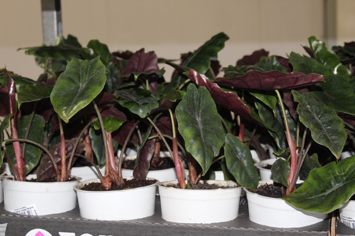 <h4>ALOCASIA CHANTRIERI P12</h4>