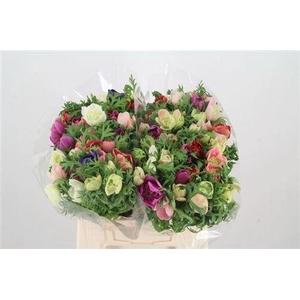 Anem Co Fullstar Gem