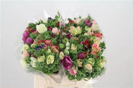 <h4>Anem Co Fullstar Gem</h4>