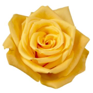 R Gr Bumble Bee Yellow 50cm EC