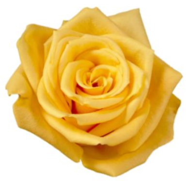 R Gr Bumble Bee Yellow 50cm EC
