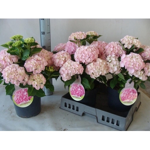 Hydrangea mac.   ...