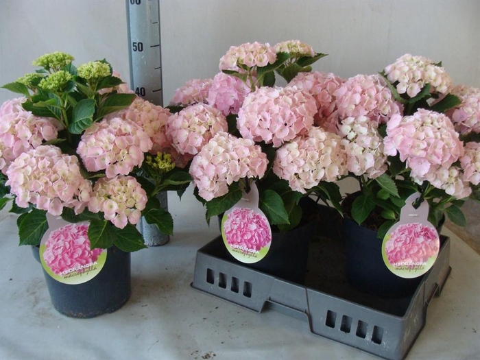 <h4>Hydrangea mac.   ...</h4>