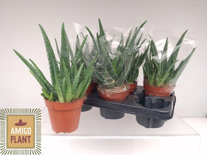 <h4>ALOE VERA</h4>