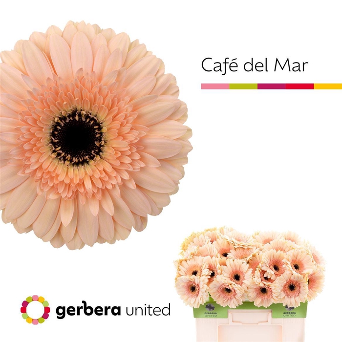 <h4>Ge Gr Cafe Del Mar</h4>