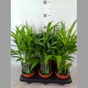 Dypsis lutescens   ...Chrysalidoca