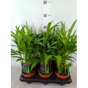 Dypsis lutescens   ...Chrysalidoca