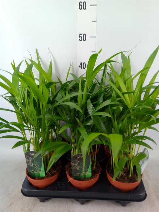 <h4>Dypsis lutescens   ...Chrysalidoca</h4>