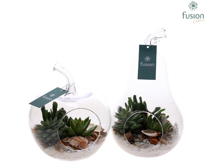 <h4>Glas Appel en Peer met Succulenten</h4>