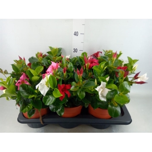 Mandevilla   ...