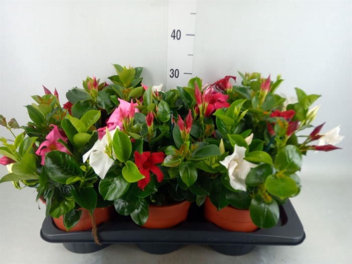 <h4>Mandevilla   ...</h4>