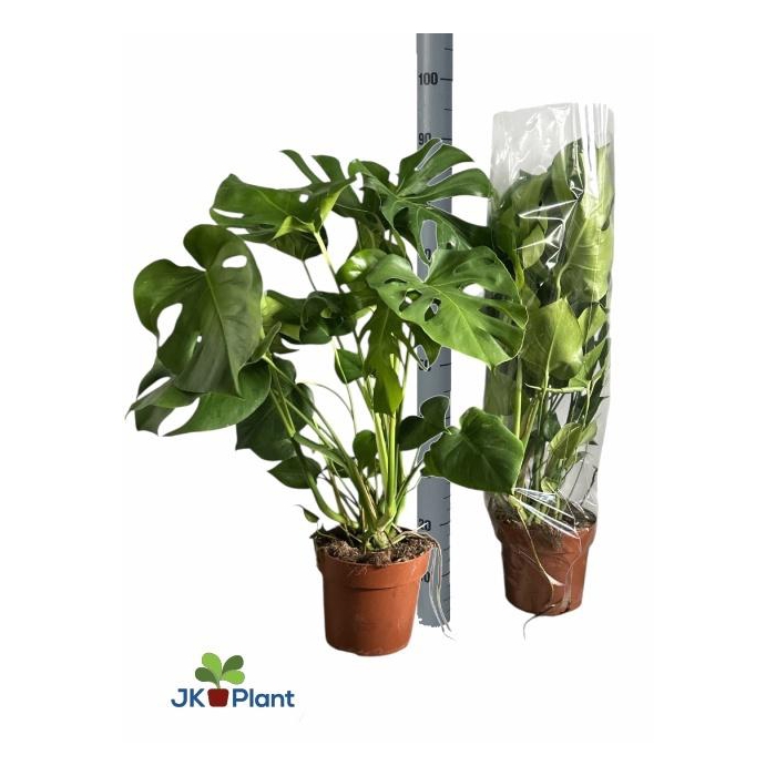 <h4>MONSTERA DELICIOSA</h4>