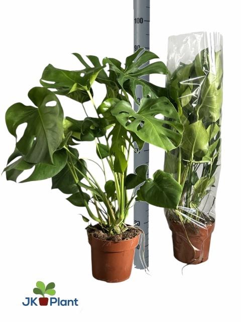<h4>Monstera Deliciosa</h4>
