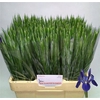 Iris Blue Magic