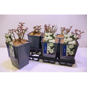 arr8 Rosa Kristal White