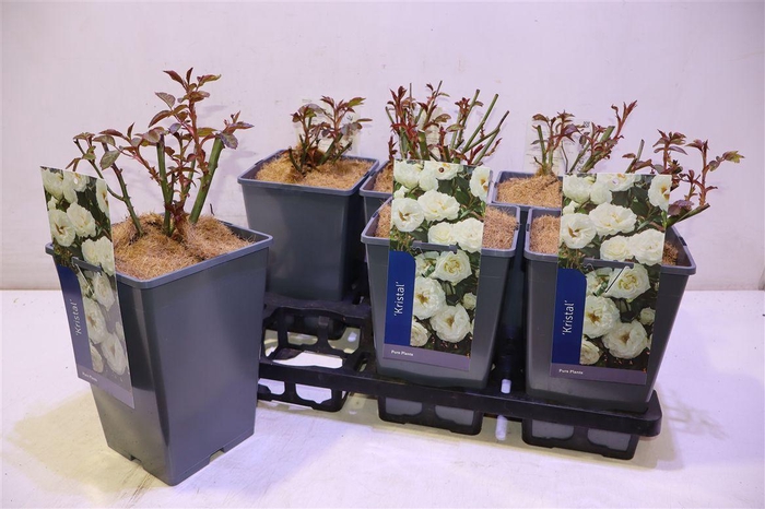 <h4>Rosa Kristal White</h4>