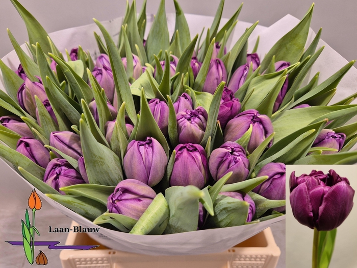 <h4>TU DU PYTHON</h4>