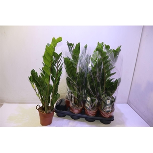 Zamioculcas Zamiifol