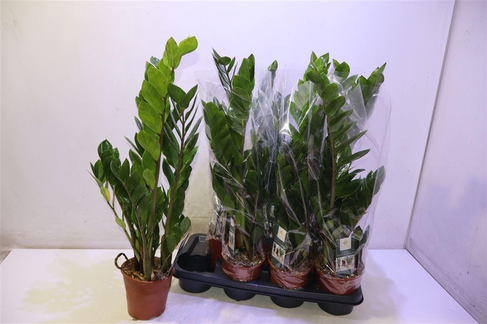 <h4>Zamioculcas Zamiifol</h4>
