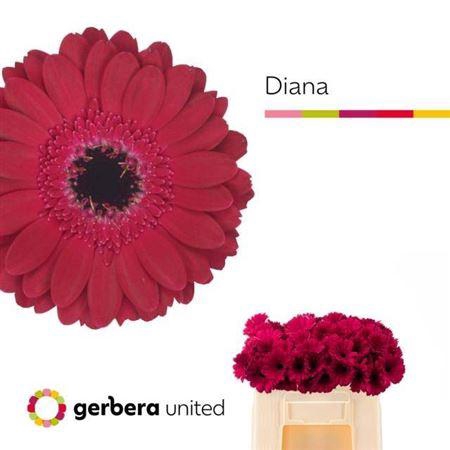 <h4>Ge Mi Diana</h4>