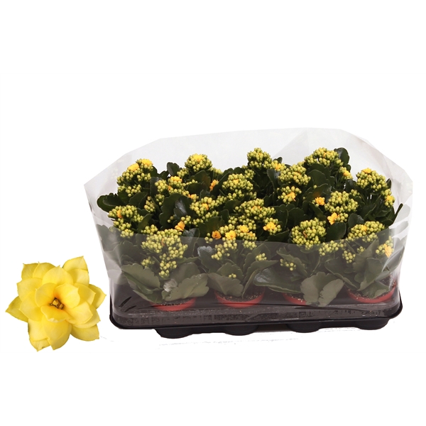 <h4>Kalanchoe Rosalina 07cm Don Amarillo geel, Trayfolie</h4>