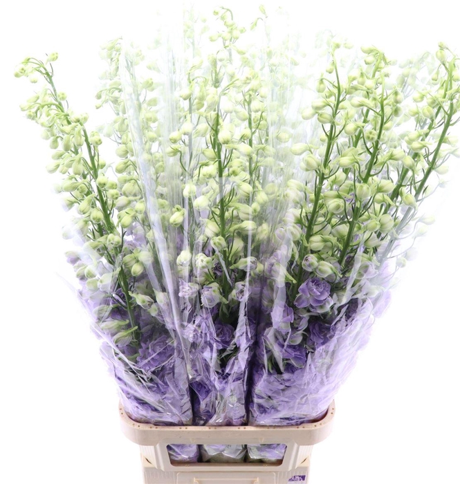 <h4>Delph El Du Devo Lavender Love</h4>