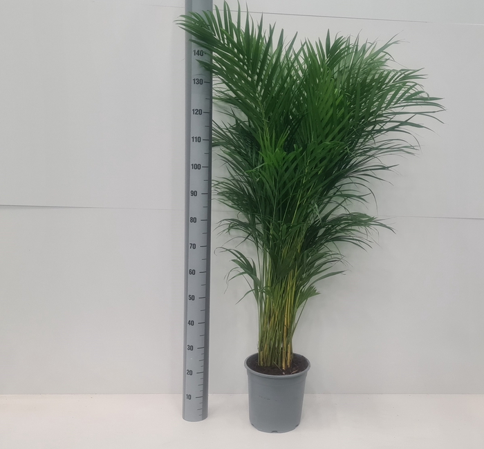 <h4>DYPSIS LUTESCENS</h4>