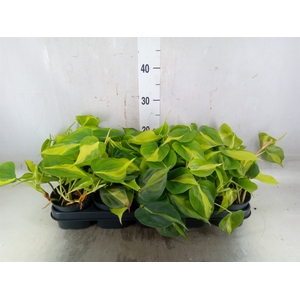 Philodendron scand. 'Brasil'