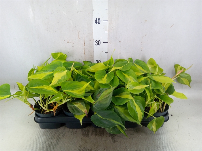 <h4>Philodendron scand. 'Brasil'</h4>