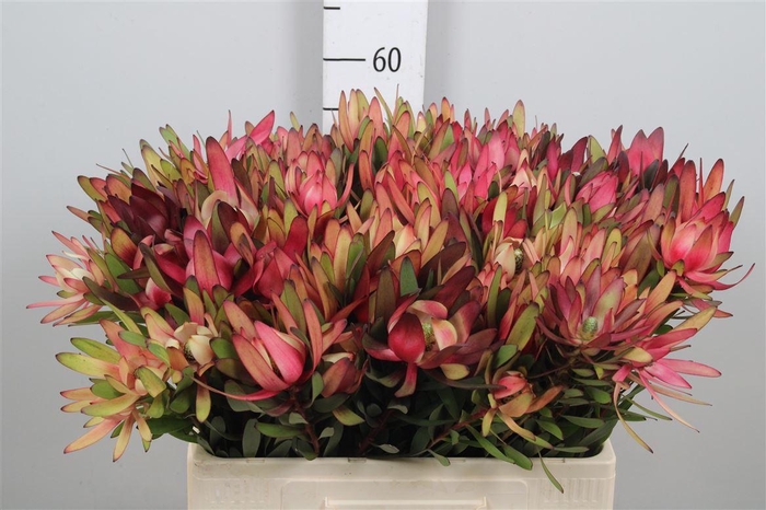 <h4>Leucad Saf Sunset</h4>