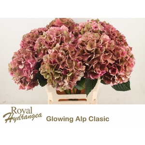 HYDR M GLOW ALPS CL