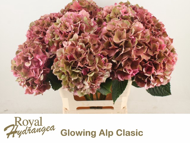 <h4>HYDR M GLOW ALPS CL</h4>